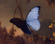 马丁约翰逊赫德 - Blue Morpho Butterfly